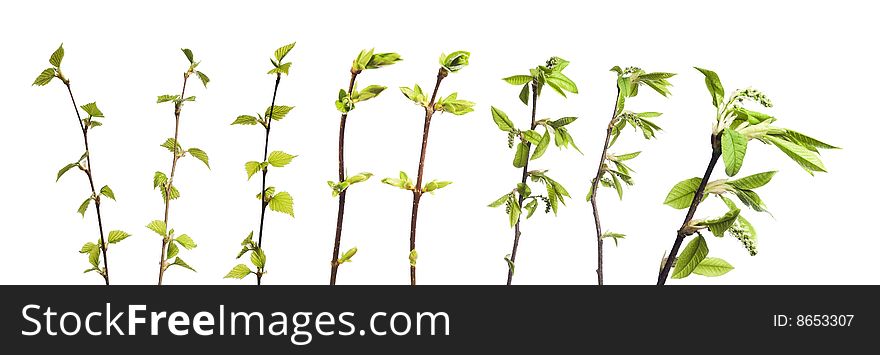 Spring plant isolated on white.