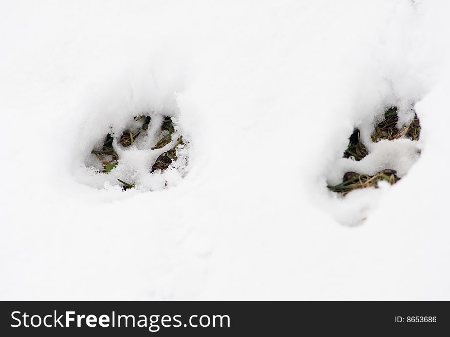 Two footsteps of a big dog in a snowy background. Two footsteps of a big dog in a snowy background