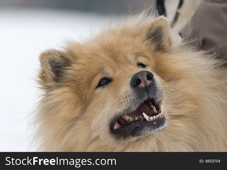 A brown eurasier dog looking up at something in a snowy background. A brown eurasier dog looking up at something in a snowy background