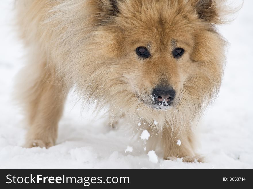 A brown eurasier dog eating snow while looking in the camera. A brown eurasier dog eating snow while looking in the camera