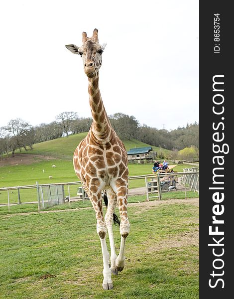 Giraffe in africa while on a safari