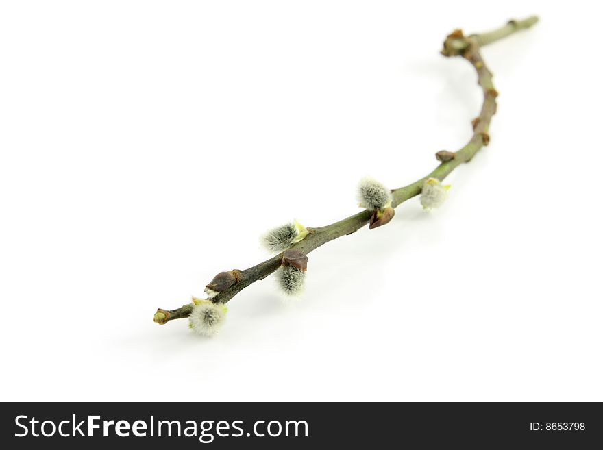Plant catkin stick isolated on white