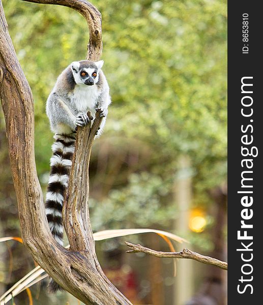 Lemur in a tree on a safari