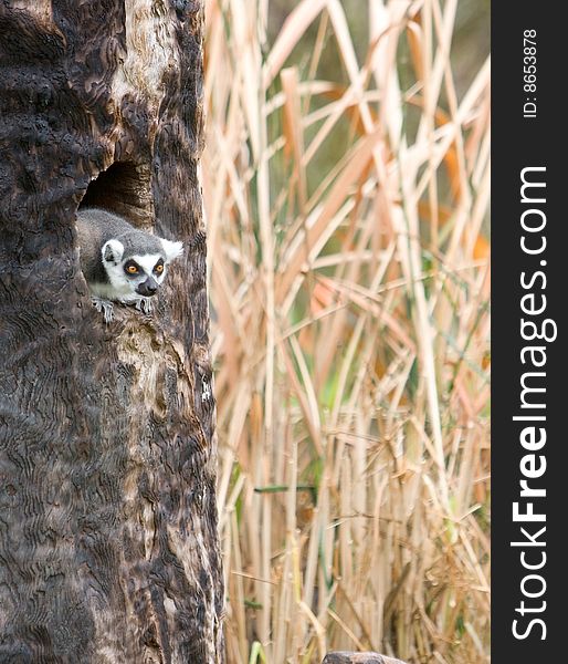 Lemur poking head out of  tree on a safari. Lemur poking head out of  tree on a safari