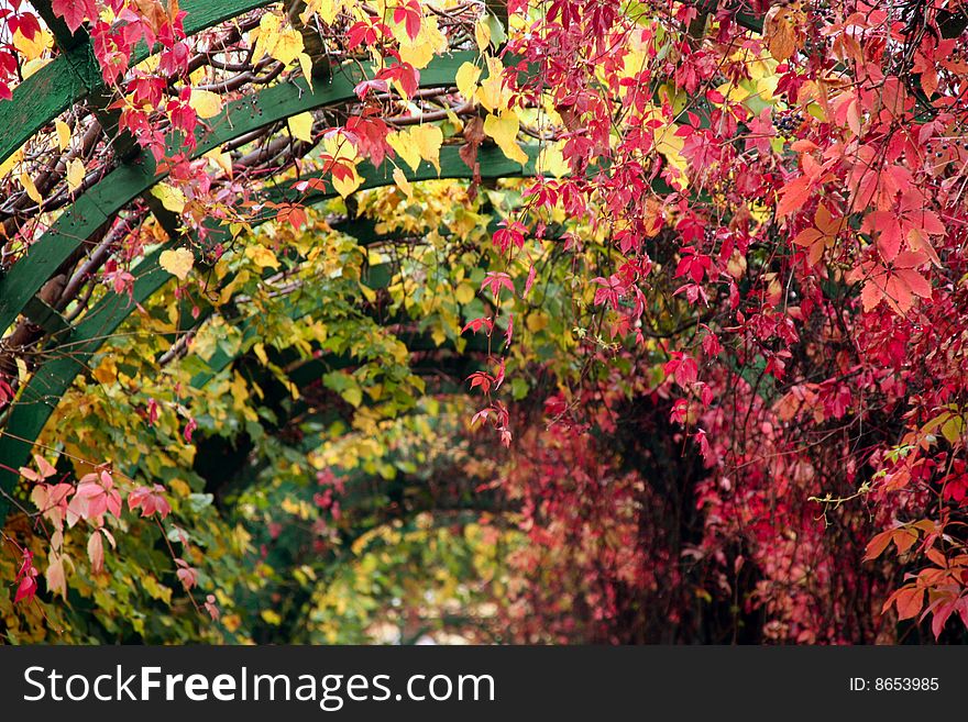 Green wooden arc covered with colourful autumn foliage