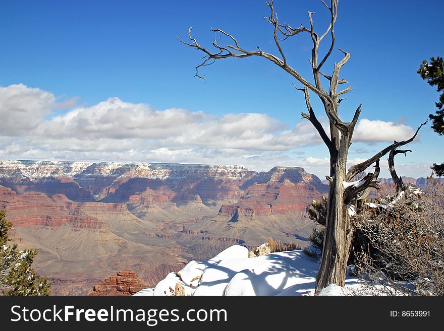 Grand Canyon during winter with old tree and snow. Grand Canyon during winter with old tree and snow.