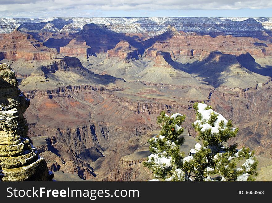 Grand Canyon during winter with pine tree and snow. Grand Canyon during winter with pine tree and snow.