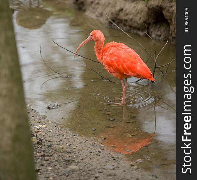 Scarlet Ibis in a natural enviroment