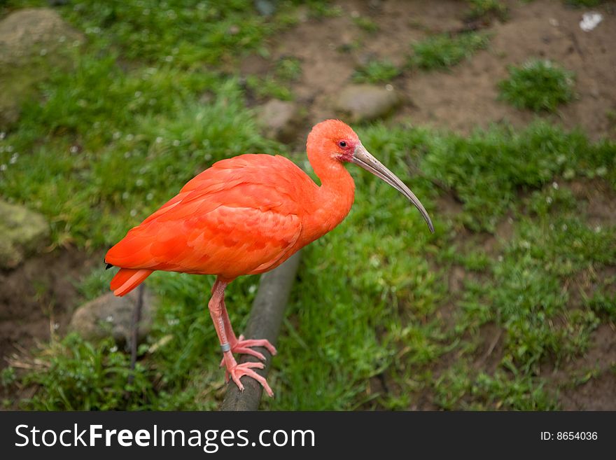 Scarlet Ibis in a natural inviroment