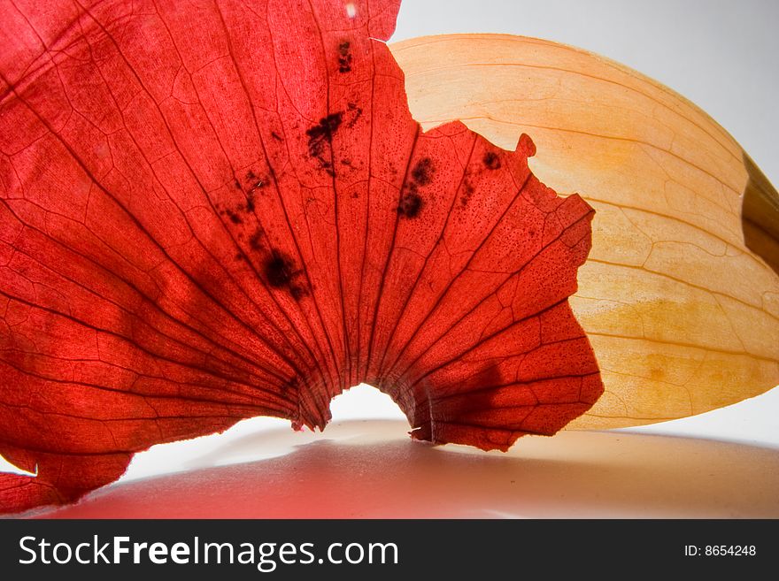 Red and yellow skin of onion. Red and yellow skin of onion