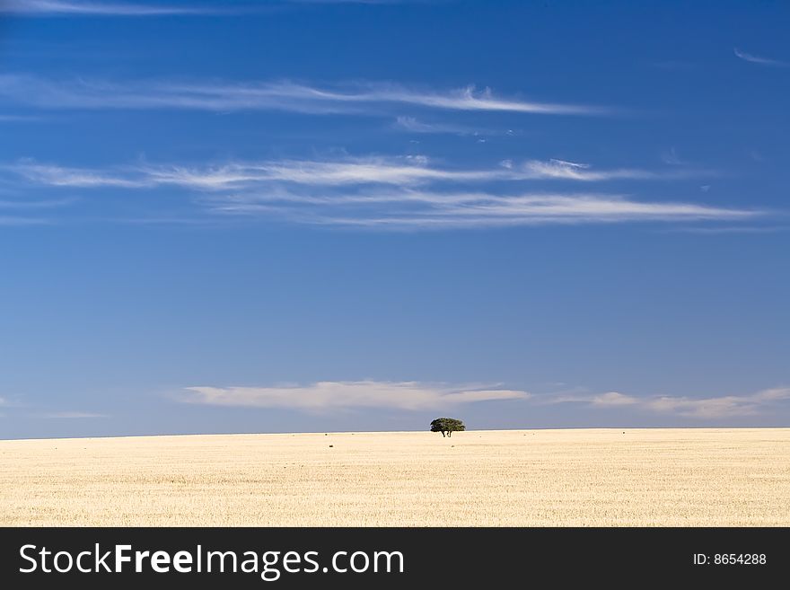 A single group of trees sits isolated on a dry grass hill. A single group of trees sits isolated on a dry grass hill