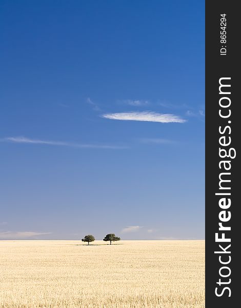 A pair of trees sit together on a dry grass hill. A pair of trees sit together on a dry grass hill