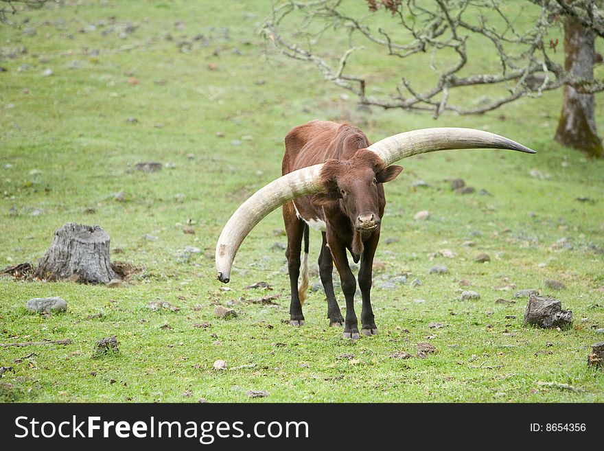 Ankole Cattle in a pasture Eastern africa