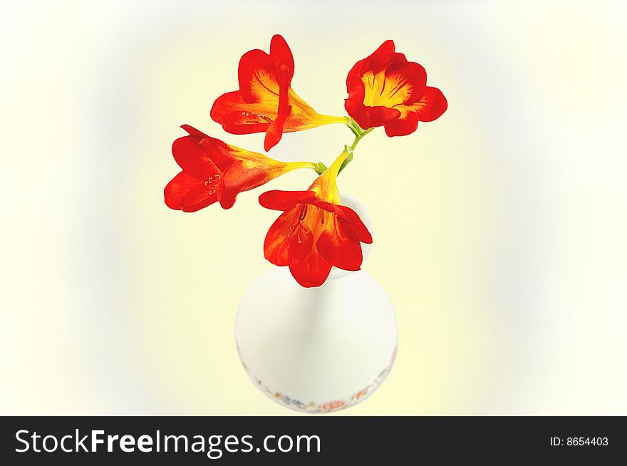 Red Day-lilies in vase isolated over white with cl
