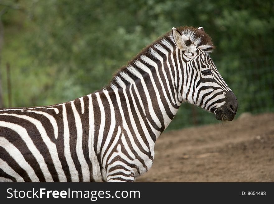 Zebra under a tree in the wild