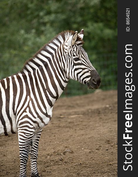 Zebra under a tree in the wild