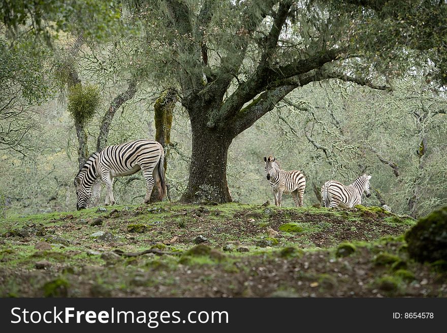 Zebra under a tree in the wild
