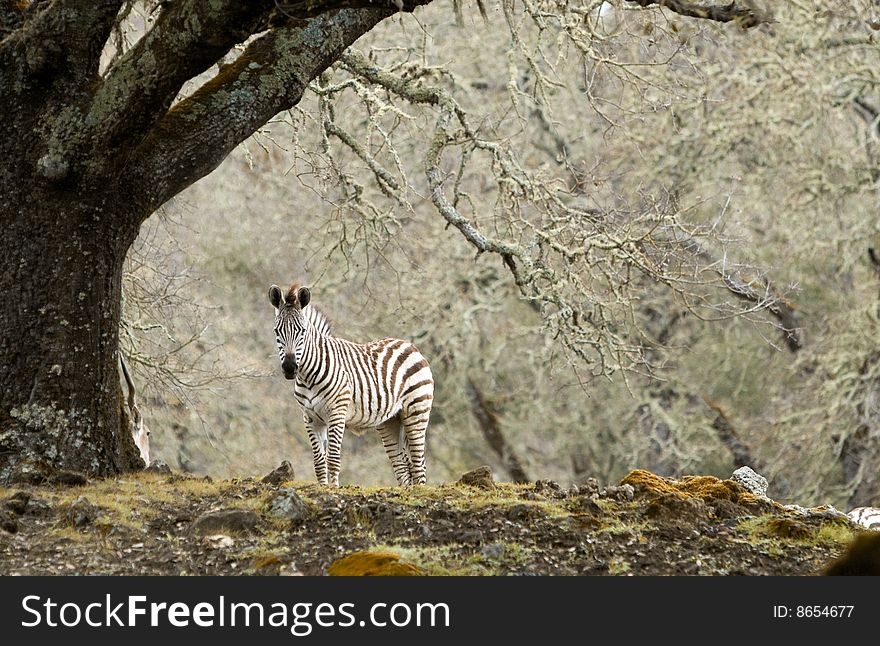 Zebra under a tree in the wild