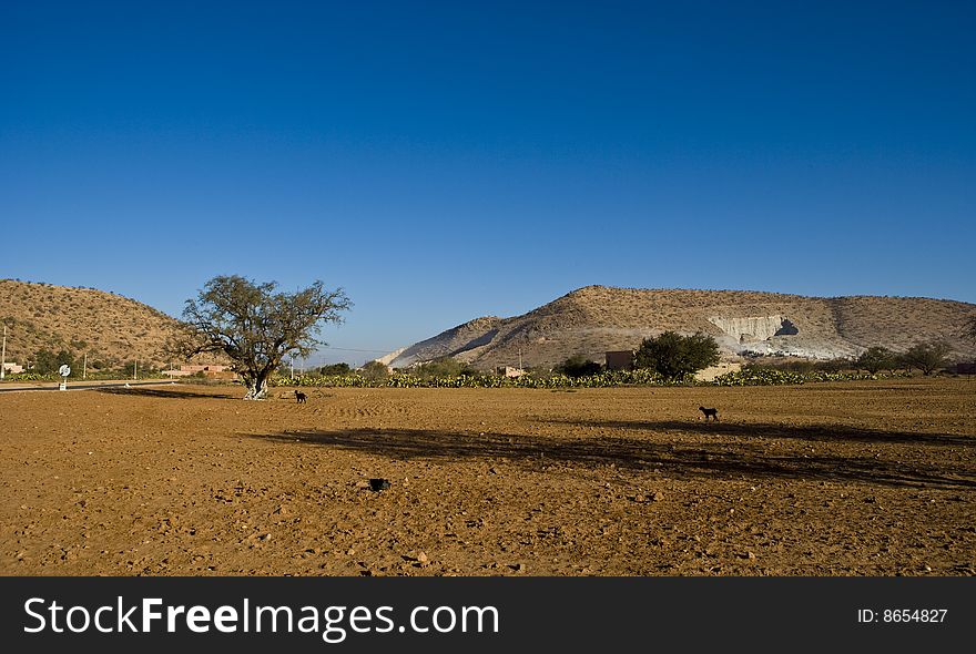 Goats on the argana tree near Agadir. Goats on the argana tree near Agadir
