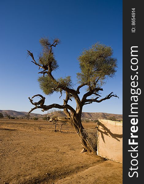 Old argana tree near Agadir. Old argana tree near Agadir