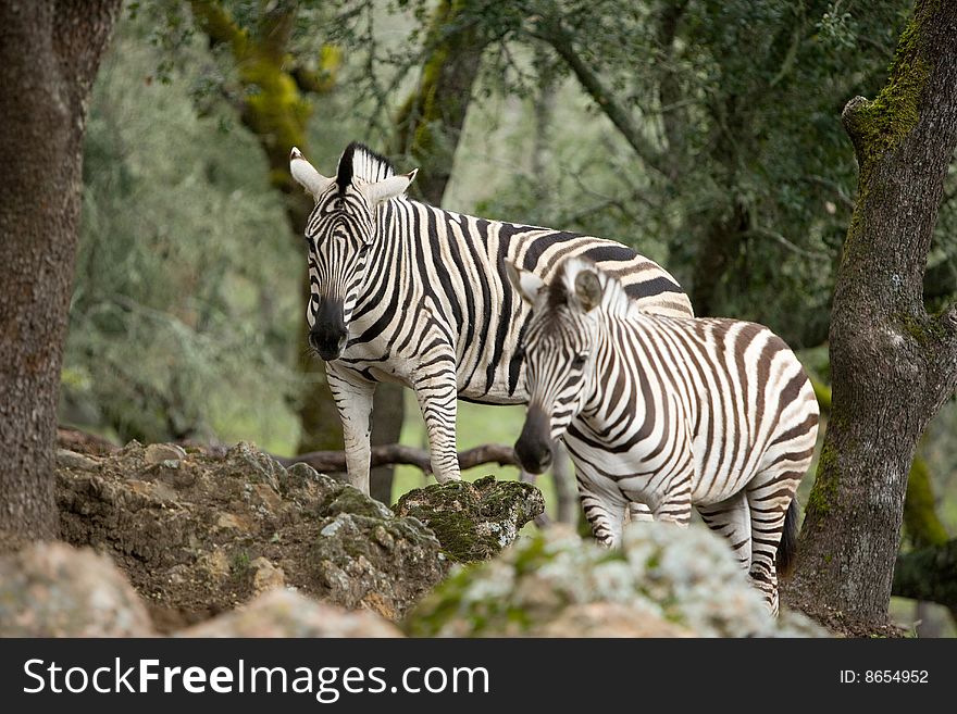 Zebra under a tree in the wild. Zebra under a tree in the wild