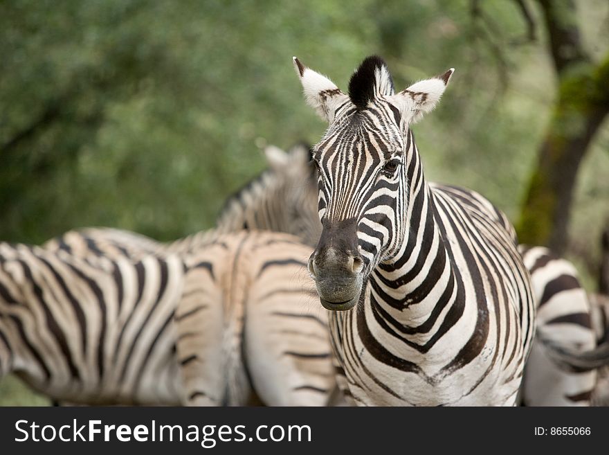 Zebra under a tree in the wild. Zebra under a tree in the wild