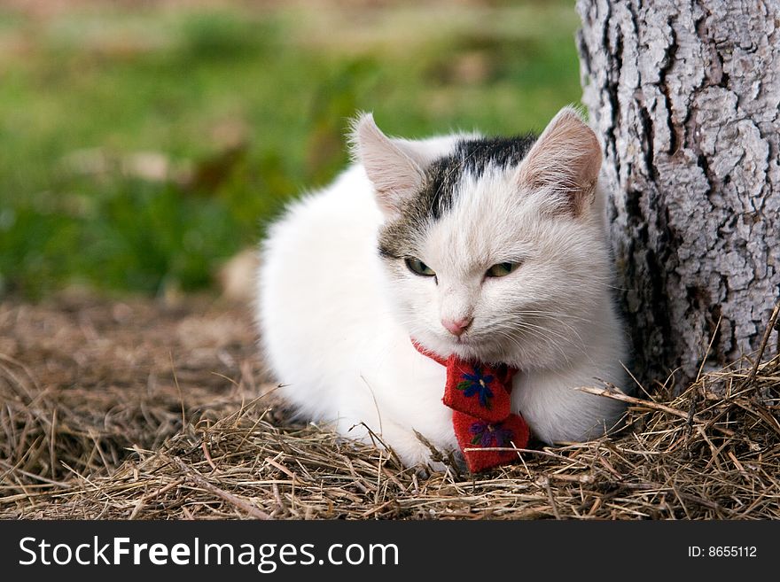 Cute grey Young cat, Beautiful pet. Cute grey Young cat, Beautiful pet