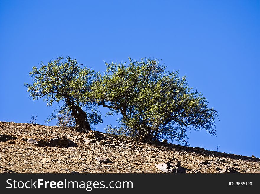 Trees in the Atlas mountain near Agadir. Trees in the Atlas mountain near Agadir