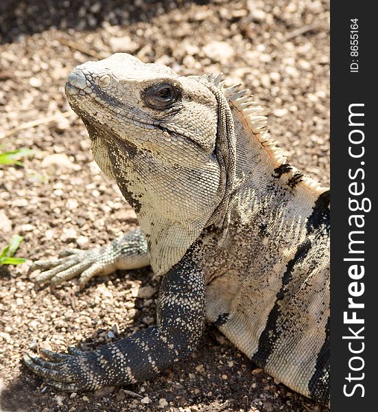 Close up portrait of an iguana. Close up portrait of an iguana