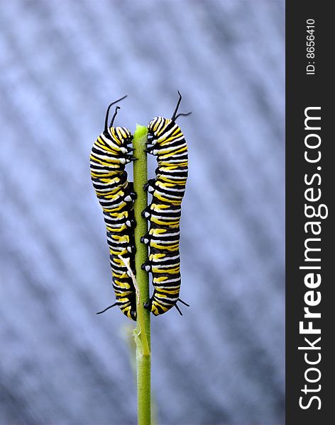 Two monarch caterpillars sharing a plant stalk