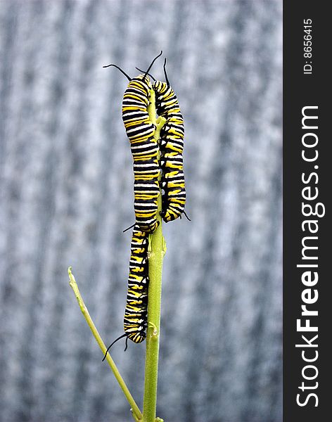 3 monarch caterpillars sharing a plant stalk