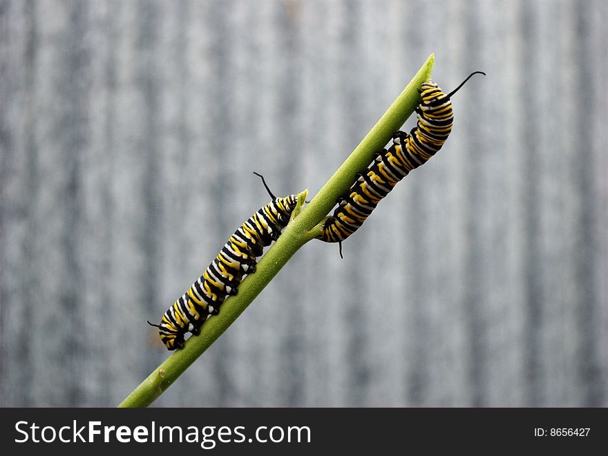2 monarch caterpillars sharing a plant stalk