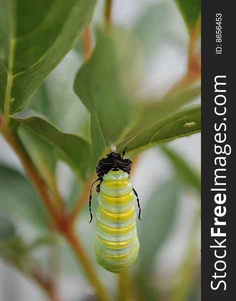 Monarch chrysalis getting ready to hatch