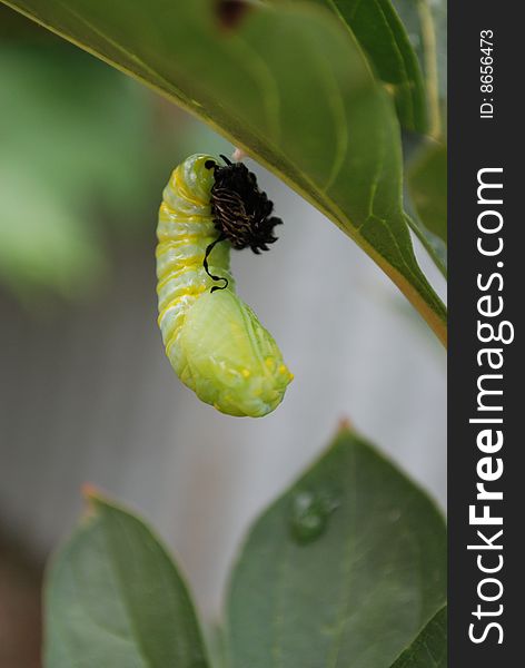 Monarch chrysalis getting ready to hatch out