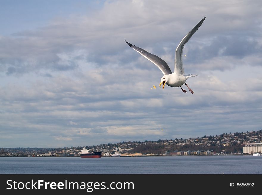 A seagull catches popcorn in mid-air, thrown to him by passengers on the ferry in the Puget Sound near Seattle, Washington. A seagull catches popcorn in mid-air, thrown to him by passengers on the ferry in the Puget Sound near Seattle, Washington.
