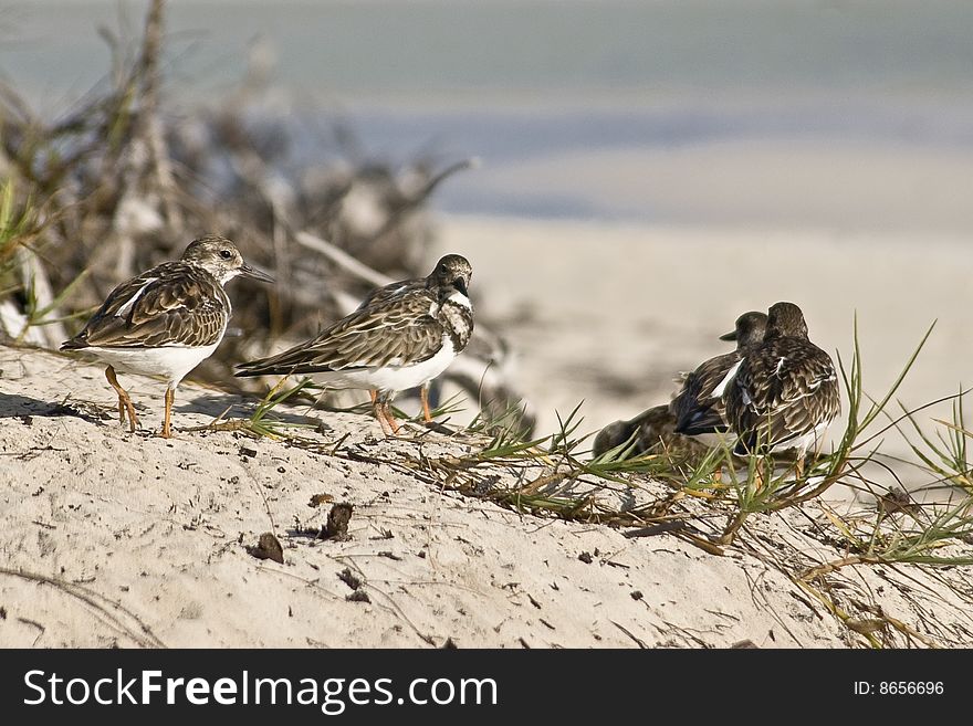 Sandpipers on the beach at Lucayan National Park on Grand Bahama Island in the Bahamas. Sandpipers on the beach at Lucayan National Park on Grand Bahama Island in the Bahamas