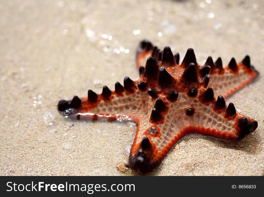 Horned sea stars are plentiful in the shallow waters surrounding Starfish Island in Honda Bay, Palawan, Philippines.