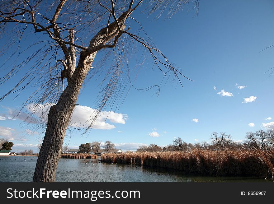 Bare tree swaying in the wind by a secluded pond in Nevada
