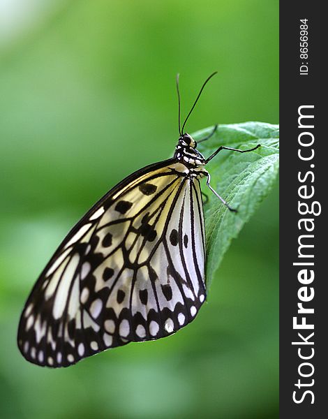 Butterfly Resting On A Leaf