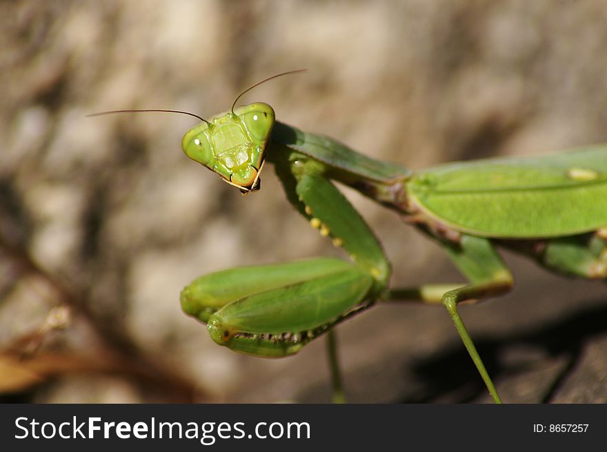 A green mantis warily looked at the camera
