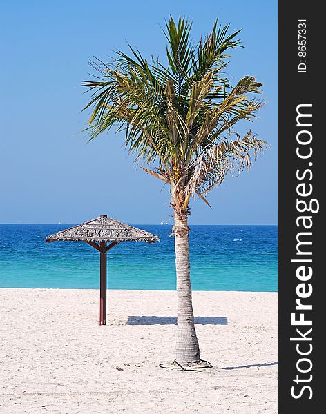 Tropical beach with single palm and hut.