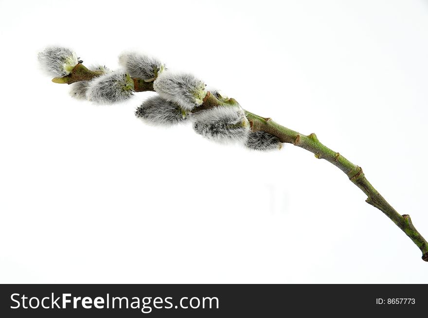 willow catkins isolated on a white background