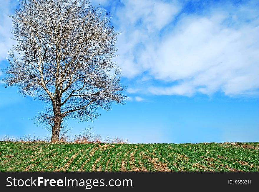 Beautiful landscape picture with tree against the cloudy sky