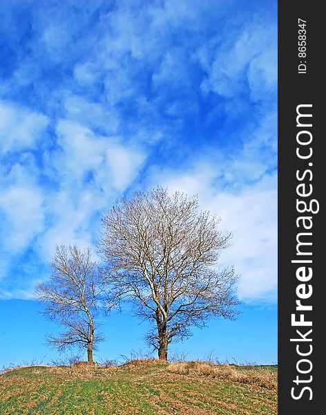 Couple of trees against the cloudy sky background