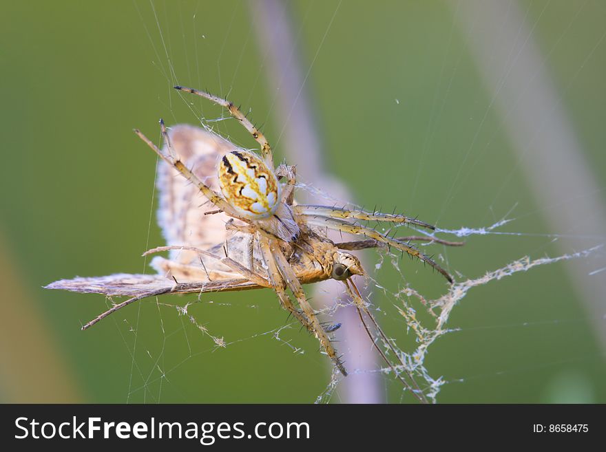 Macro spider and his victim butterfly on the web.