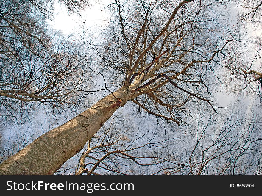 Early time spring trees view from below. Early time spring trees view from below