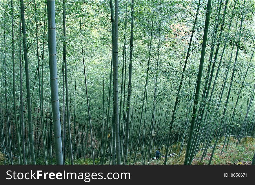 People depend on bamboo species to maintain their livelihood. People depend on bamboo species to maintain their livelihood.