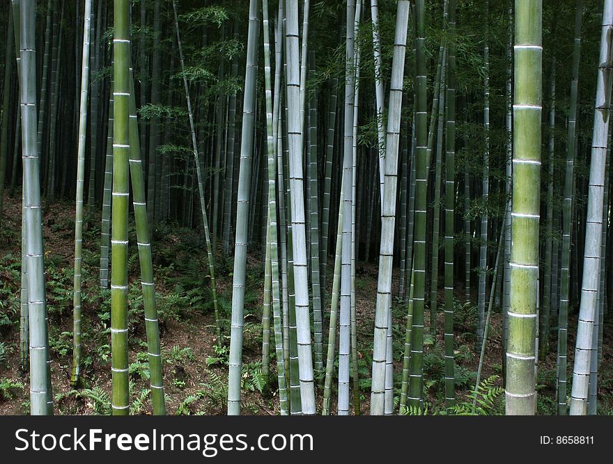 Japan Bamboo Forest in the Autumn