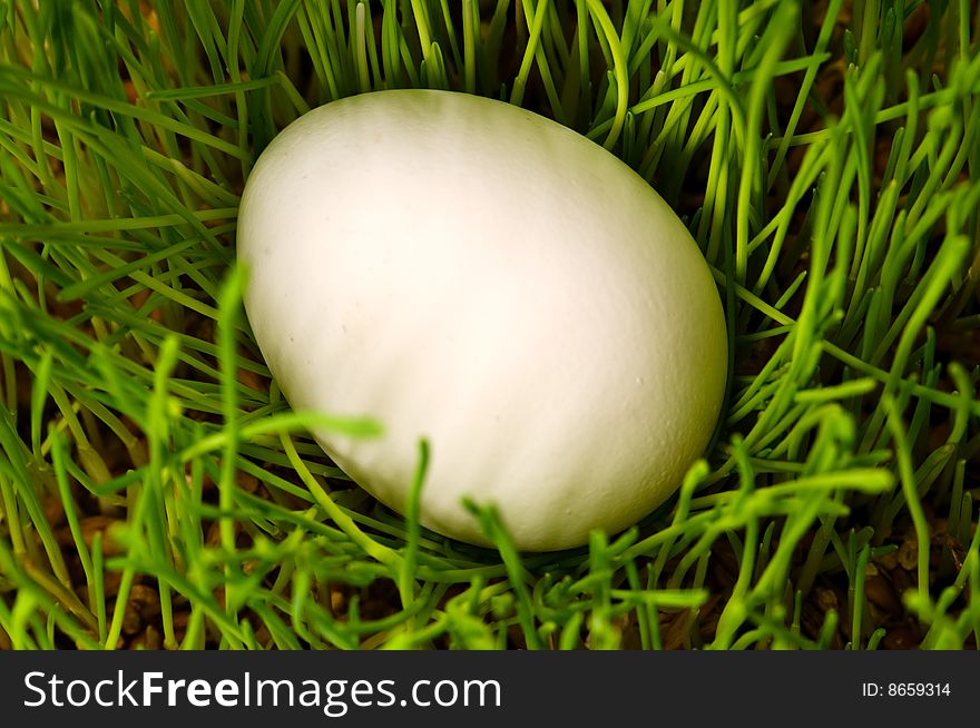 One white egg on green grass bush