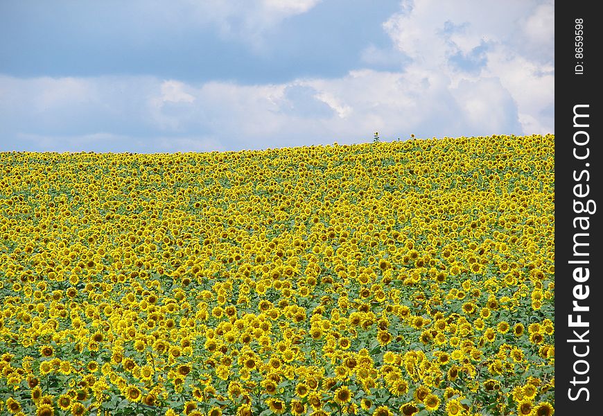 Sunflower field on cloudy blue sky